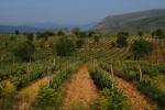 Vineyards and Dren gorge